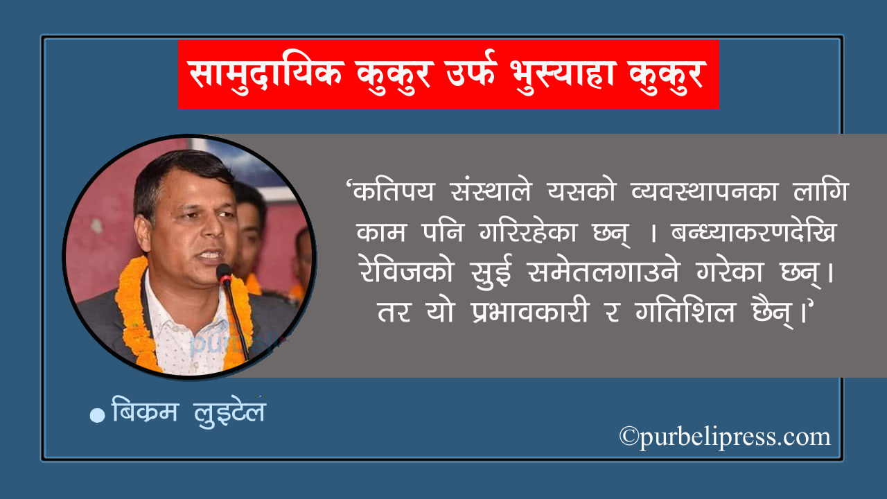 सामुदायिक कुकुर उर्फ ‘भुस्याहा कुकुर’