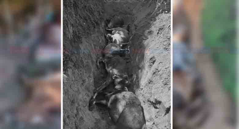 उदयपुरमा चट्याङ पर्दा पाँच गाईगोरु मरे