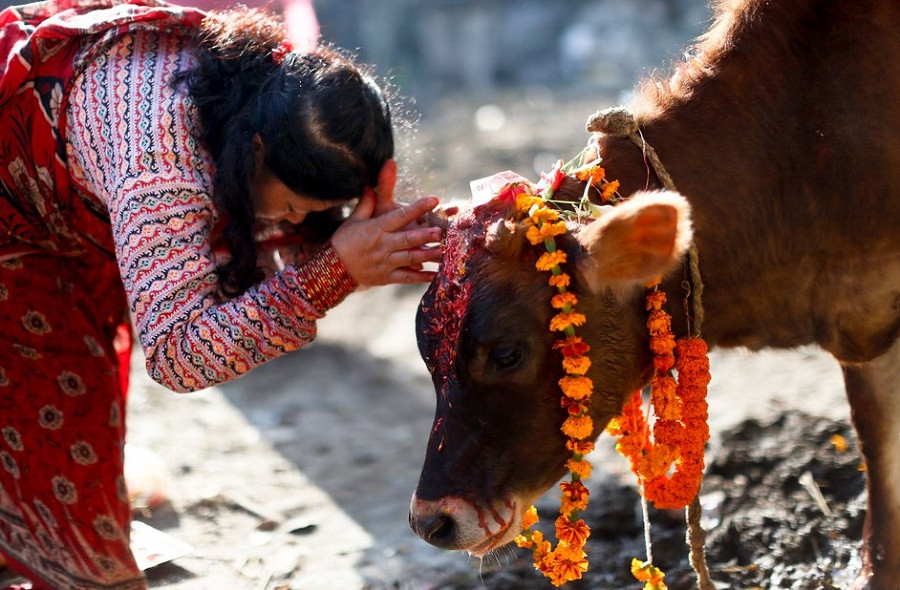 आज गाई पूजा