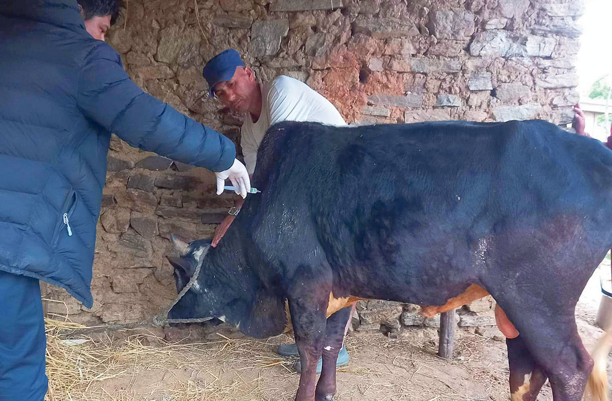 बैतडीमा लम्पी स्किन भयावहः ६४ हजार पशु सङ्क्रमित, ९ हजार मरे