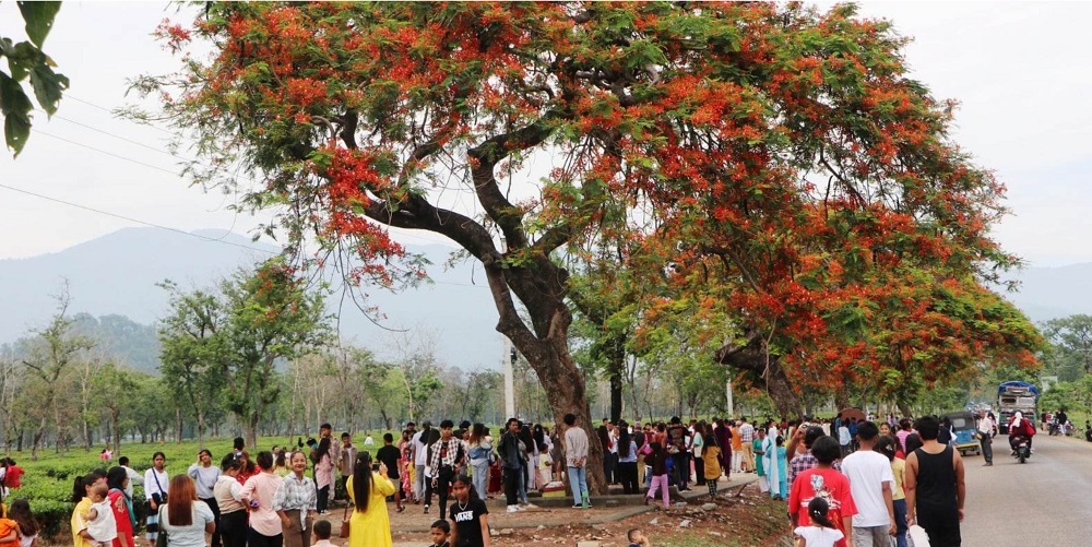 ‘भाइरल’ शिरीषको फूल, टिकटक भिडिओ बनाउनेको भीड