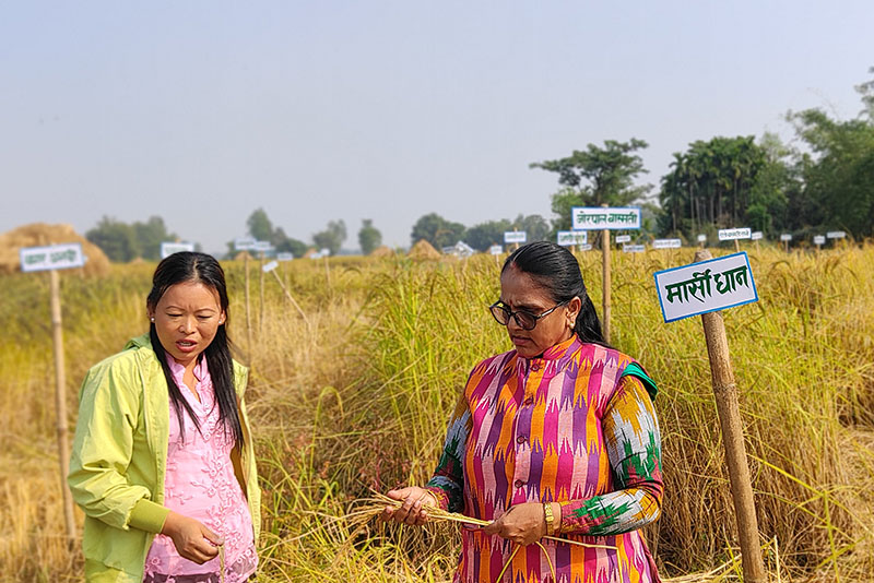 झापामा  फल्यो ८१ प्रजातिको रैथाने धान