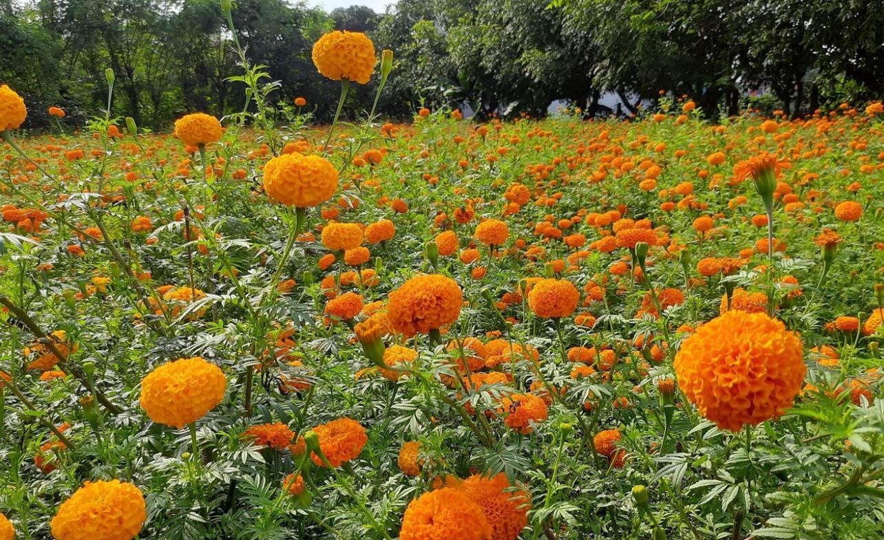 तिहारमा २४ करोड फूलको कारोबार