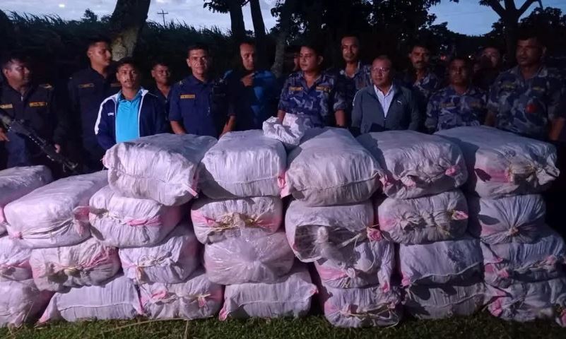 धनपालको उखुघारीबाट ८ सय किलो बढी गाँजा बरामद