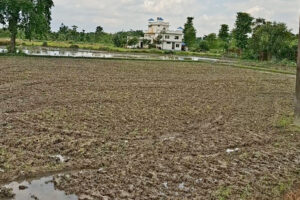 झापामा वर्षा नहुँदा धान रोपाइँ प्रभावित