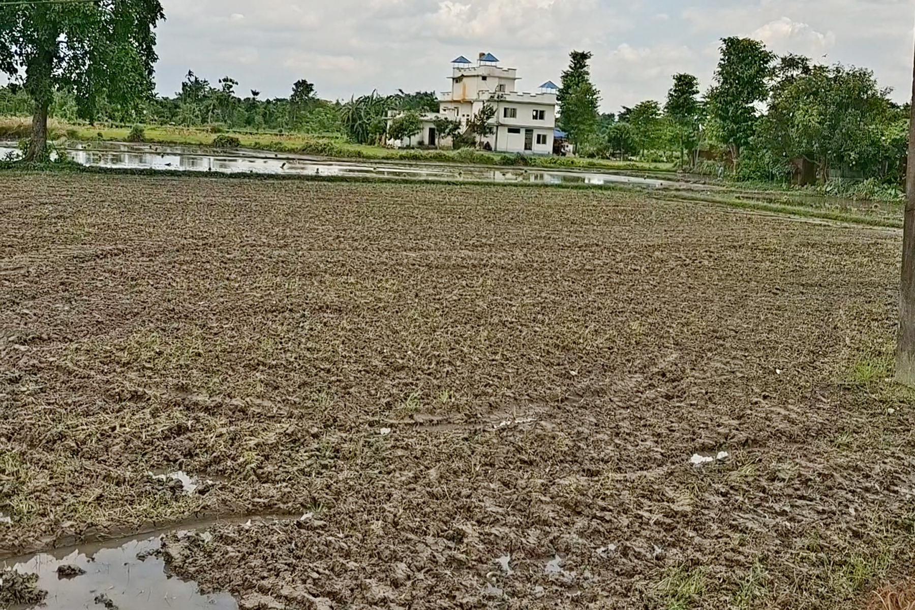 झापामा वर्षा नहुँदा धान रोपाइँ प्रभावित
